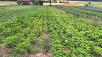 Kartoffelfeld mit Mulch