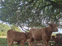 Galeriebild – Zum Vergrößern klicken: Mutterkuh mit Rind