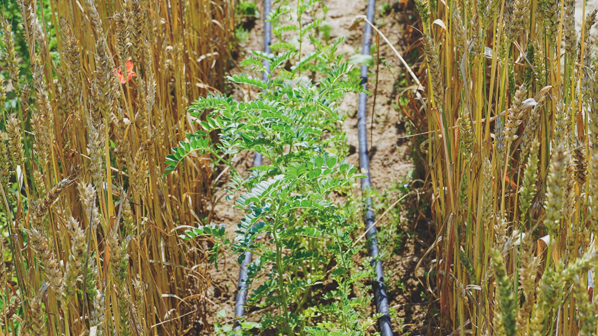 Tröpfchenbewässerung