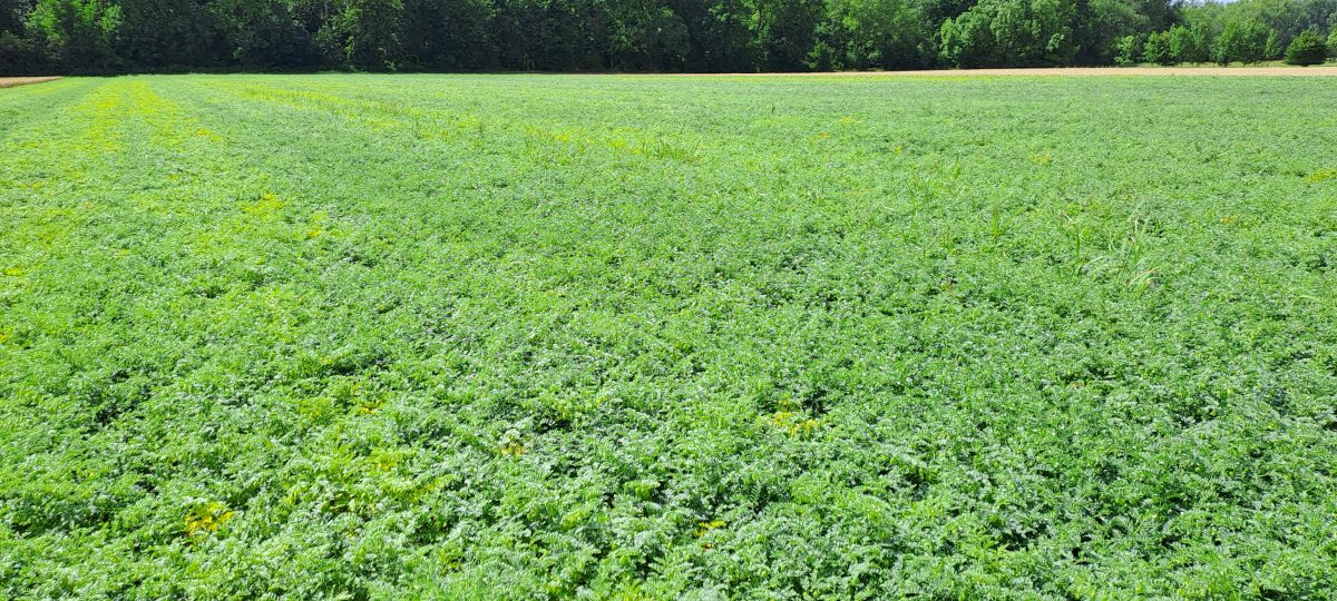 Abbildung 2: Beispiel eines Kabuli Bestandes, Sorte Rondo (2025) Mitte Juli, Bild LLH