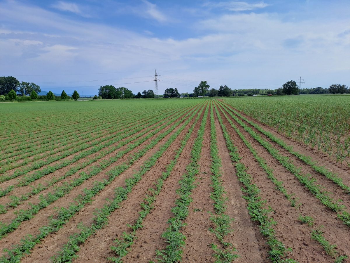  
Abbildung 3: Kichererbse oberes hessisches Ried, 6 Wochen nach der Aussaat am 21.05.2025, Bilder LLH
