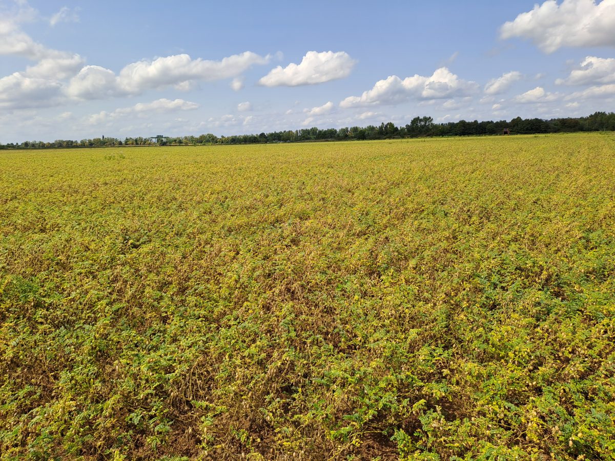 Abbildung 4: Kichererbsen Bestand der Sorte Rondo kurz vor der Ernte am 05.08.2025, Hessisches Ried, Unterschiedliche Reifestadien der Pflanzen, Bild: R von Klitzing LLH