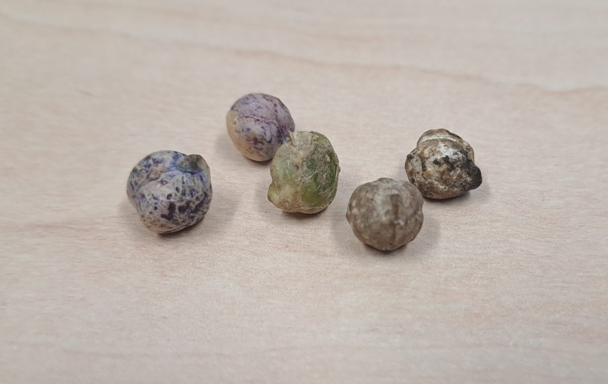 Abbildung 5+6: Links: Durch Pflanzensäfte verfärbte Kichererbsen eines Kabuli-Typen,