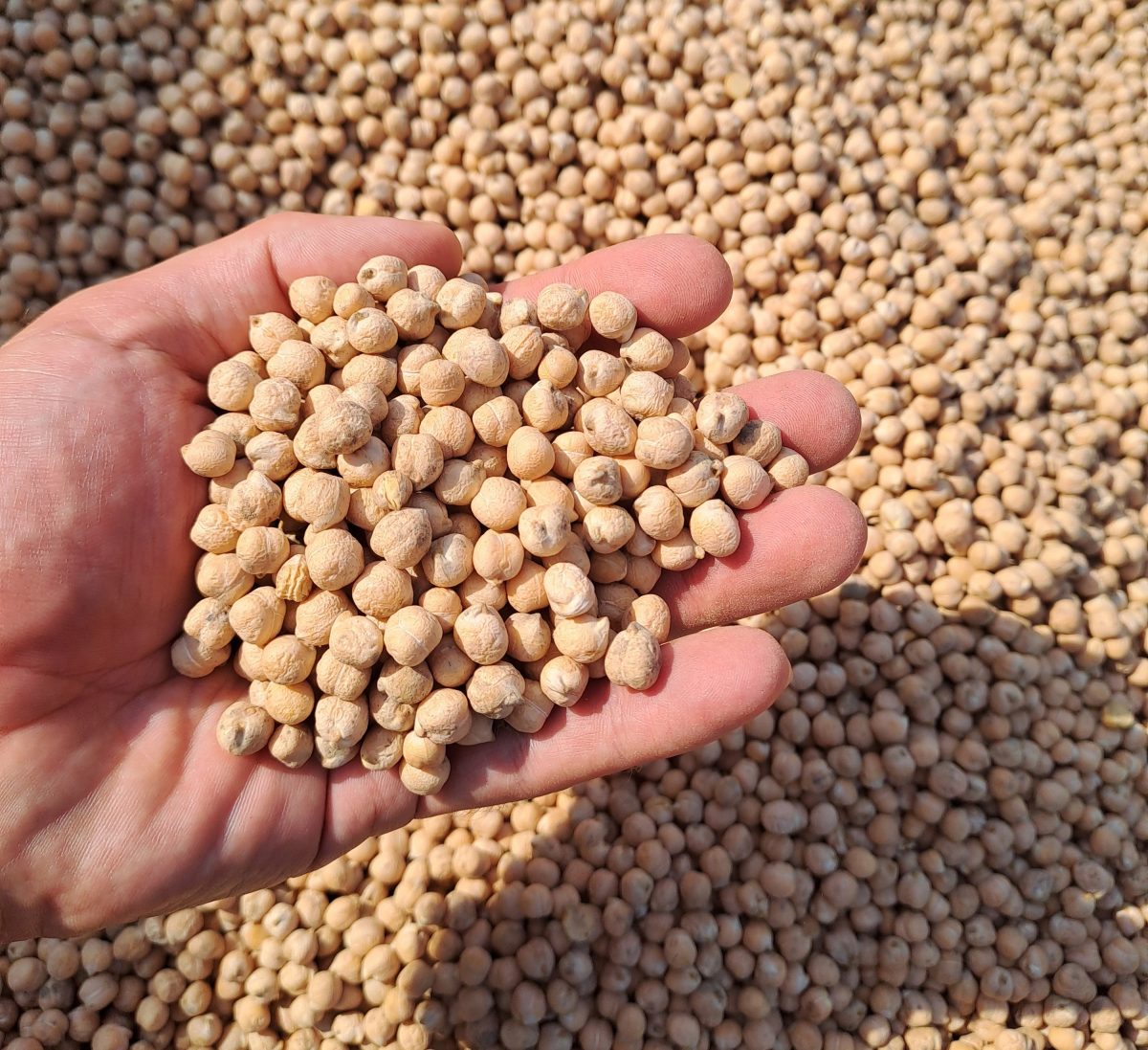 Bild Rechts: nicht verfärbte Ware, Bilder: R von Klitzing, LLH