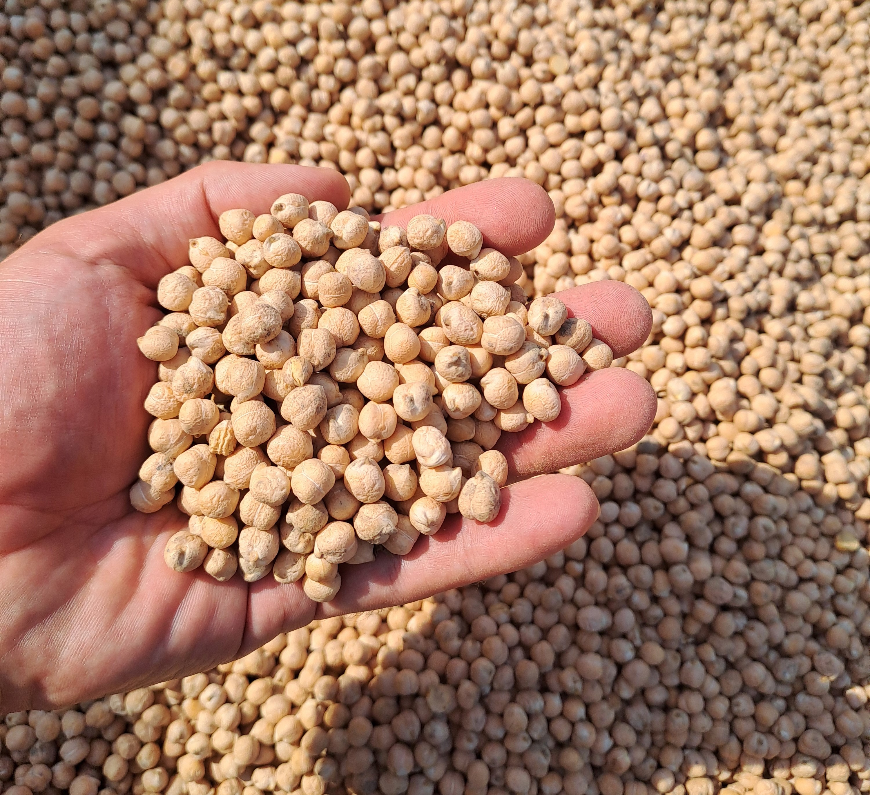 Bild Rechts: nicht verfärbte Ware, Bilder: R von Klitzing, LLH