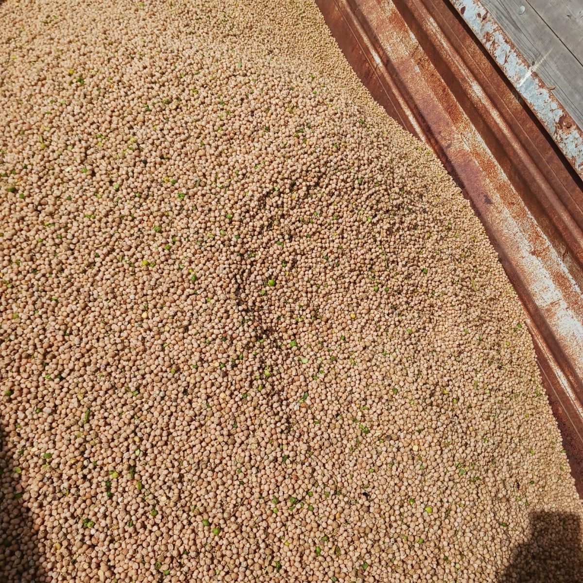 Bild rechts Ernte 2024, man sieht rechts einen Anteil an grünen Kichererbsen, die herausgereinigt bzw. -sortiert werden müssen, Bilder: R. von Klitzing LLH, rechts S. Ochsenschläger