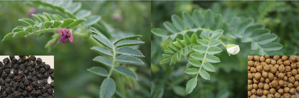 Abbildung 1:Links Desi-Typen, Rechts Kabuli-Typen, Foto: Blessing/LTZ