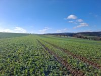 Galeriebild – Zum Vergrößern klicken: 