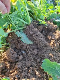 Galeriebild – Zum Vergrößern klicken: 