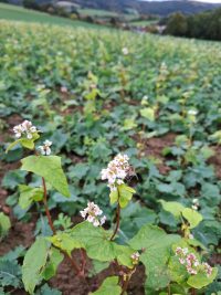 Galeriebild – Zum Vergrößern klicken: 