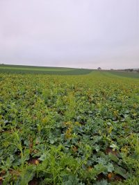 Galeriebild – Zum Vergrößern klicken: 