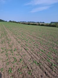 Galeriebild – Zum Vergrößern klicken: 