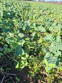 Galeriebild – Zum Vergrößern klicken: 