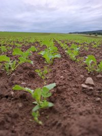 Galeriebild – Zum Vergrößern klicken: 