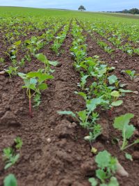 Galeriebild – Zum Vergrößern klicken: 