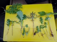 Galeriebild – Zum Vergrößern klicken: 