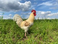 Galeriebild – Zum Vergrößern klicken: 