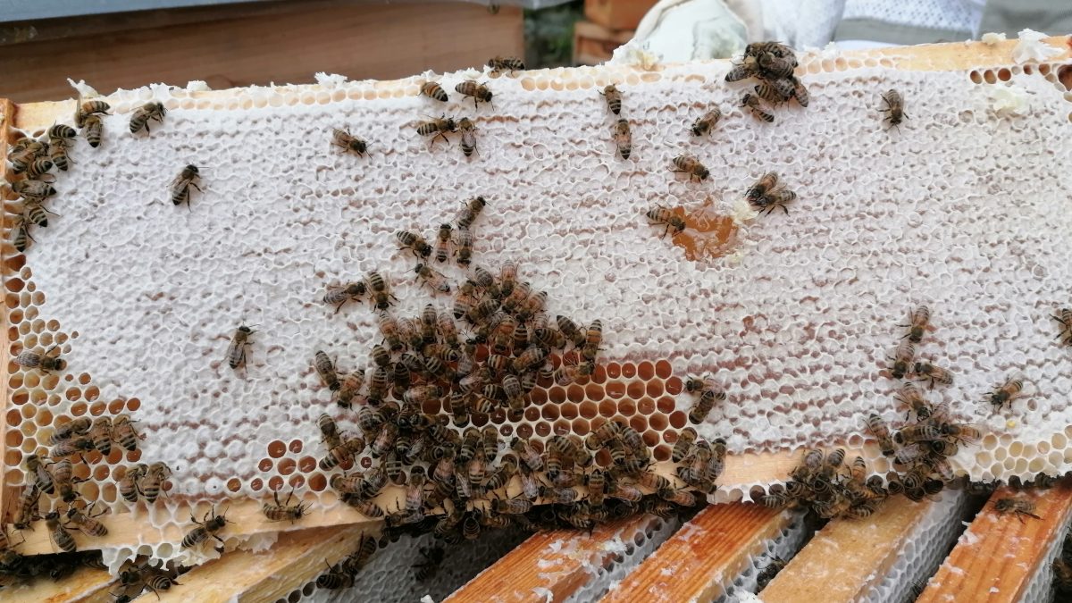 Gefüllter Rahmen mit Honig und Bienen