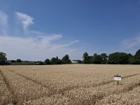 Galeriebild – Zum Vergrößern klicken: 